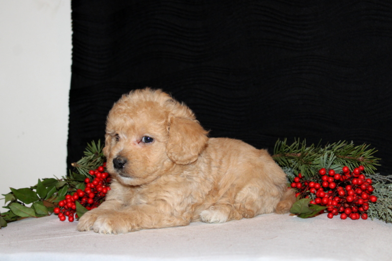 puppy, for, sale, Morki-Poo, Matthew B. Stoltzfus, dog, breeder, Gap, PA, dog-breeder, puppy-for-sale, forsale, nearby, find, puppyfind, locator, puppylocator, aca